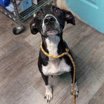 Princess -  Pit Bull Terrier Dog for Adoption in Jefferson City, Tennessee - Princess | PetCurious
