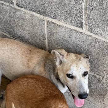 Caitlyn -  Yellow Labrador Retriever and Husky Dog for Adoption in Edinburg, Texas - Caitlyn | PetCurious