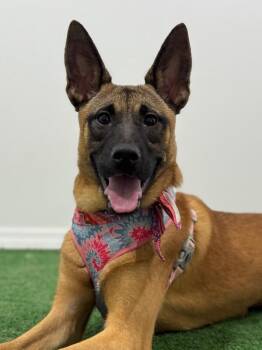 Sarai-One of our Amazing Rescue Dogs -  Belgian Shepherd Malinois and Boxer Dog for Adoption in Carlsbad, California - Sarai-One Of Our Amazing Rescue Dogs | PetCurious
