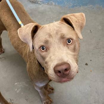 MAC -  Mixed Breed Dog for Adoption in Memphis, Tennessee - MAC | PetCurious