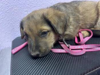 61264973 -  Mixed Breed Dog for Adoption in El Paso, Texas - 61264973 | PetCurious