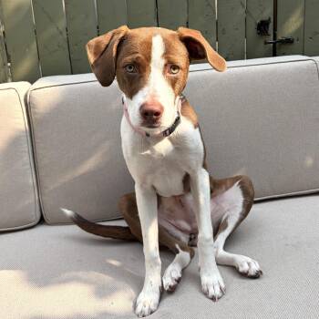 Fifi -  Pointer Dog for Adoption - Fifi | PetCurious