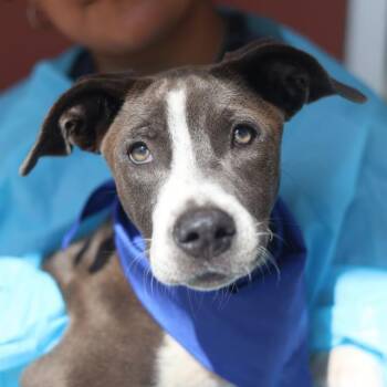 TORPEDO -  American Staffordshire Terrier Dog for Adoption in San Antonio, Texas - TORPEDO | PetCurious