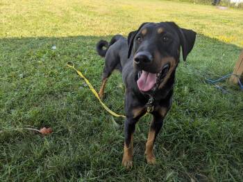 Rescue Mixed Breed Dogs for Adoption in Morden, Manitoba - Big Mac | PetCurious