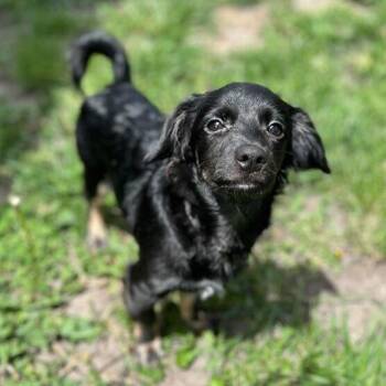 Mixed Breed Dogs Available for Adoption in Matteson, Illinois - Sprout | PetCurious