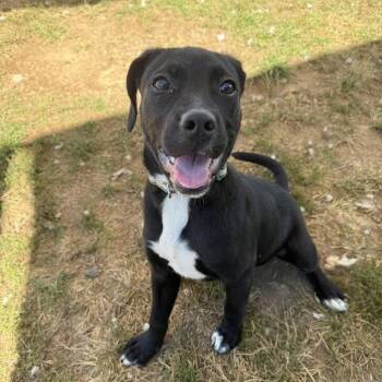 Plott Hound and Pit Bull Terrier Dogs Available for Adoption - Luna | PetCurious