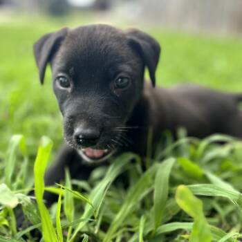 Cricket -  Shepherd and Mixed Breed Dog for Adoption in Fayetteville, Arkansas - Cricket | PetCurious