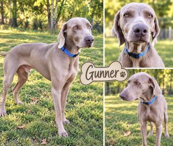 Gunner -  Weimaraner Dog for Adoption in St. Louis, Missouri - Gunner | PetCurious