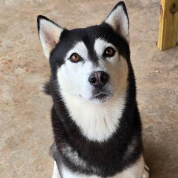 Buddy Beau -  Husky Dog for Adoption in Abbotsford, British Columbia - Buddy Beau | PetCurious