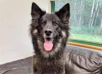 ROSIE -  German Shepherd Dog and Husky Dog for Adoption in Anchorage, Alaska - ROSIE | PetCurious