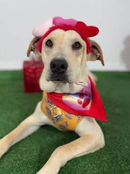 Yellow Labrador Retriever and Labrador Retriever Dogs Available for Adoption - Chandler Bing | PetCurious