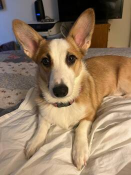 Brie -  Corgi Dog for Adoption in Ellicott City, Maryland - Brie | PetCurious