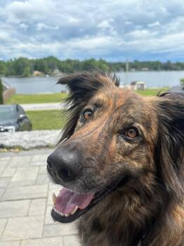 Cosmo -  Australian Shepherd and Labrador Retriever Dog for Adoption in Mississauga, Ontario - Cosmo | PetCurious