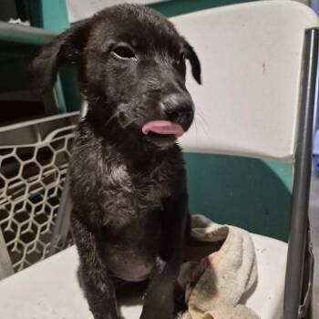Silo -  Black Labrador Retriever and Mixed Breed Dog for Adoption in Durant, Oklahoma - Silo | PetCurious