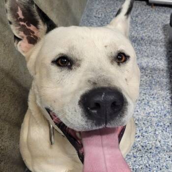 Rescue American Staffordshire Terrier Dogs for Adoption in Greenville, South Carolina - Bango | PetCurious