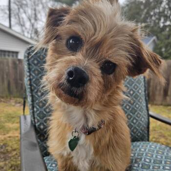 Terrier Dogs Available for Adoption - Kyla | PetCurious