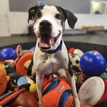 Labrador Retriever Dogs Available for Adoption - Oakley | PetCurious