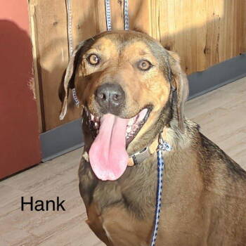 Rescue Labrador Retriever Dogs for Adoption in Farmerville, Louisiana - Hank | PetCurious