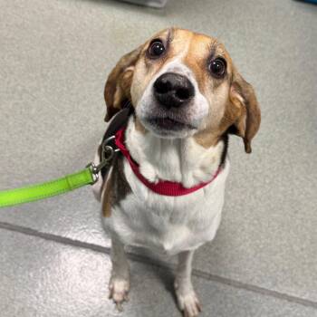 Paisley -  Beagle and Hound Dog for Adoption in New Castle, Delaware - Paisley | PetCurious