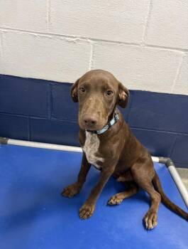 Slate 5mo AVA 10/7 -  Mixed Breed Dog for Adoption in Sterling, Massachusetts - Slate 5mo AVA 10/7 | PetCurious