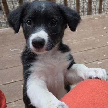 English Setter and Australian Shepherd Dogs Available for Adoption in Shakopee, Minnesota - Maddie | PetCurious