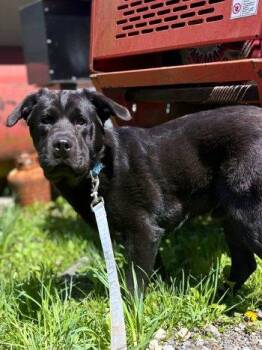 Labrador Retriever Dogs Available for Adoption in Bedford Hills, New York - Waylon | PetCurious