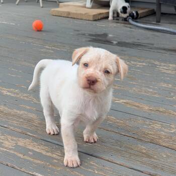 Australian Cattle Dog Blue Heeler and Labrador Retriever Dogs Available for Adoption in Hoffman Estates, Illinois - Cashew | PetCurious