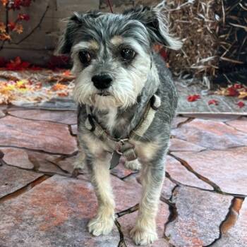 Rescue Cairn Terrier Dogs for Adoption in Bryan, Texas - Ellie | PetCurious