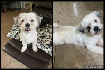 Rescue Shih Tzu Dogs for Adoption in Cranston, Rhode Island - Clyde And Georgia In TX | PetCurious
