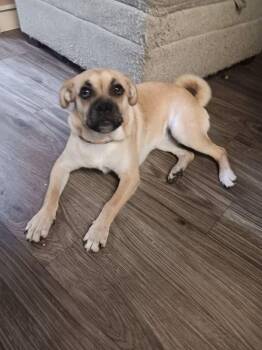 Brooke -  Pug Dog for Adoption in Oakland, California - Brooke | PetCurious