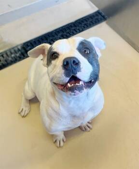 Rescue Pit Bull Terrier and Mixed Breed Dogs for Adoption in Blythe, California - PORKY | PetCurious