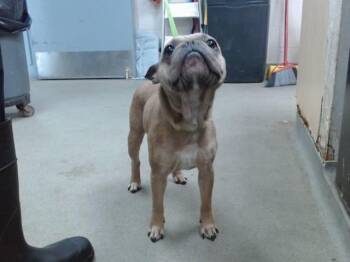 HANK -  French Bulldog Dog for Adoption in Salinas, California - HANK | PetCurious
