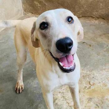 June -  Labrador Retriever and Hound Dog for Adoption in Maple Grove, Minnesota - June | PetCurious