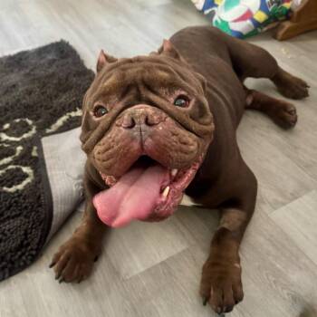 American Bully Dogs Available for Adoption in Chester Springs, Pennsylvania - Gator | PetCurious