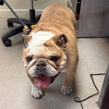 Camila -  English Bulldog Dog for Adoption in Pasadena, California - Camila | PetCurious