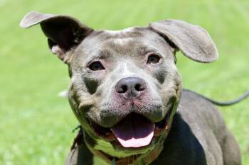 PEANUT BUTTER -  Mixed Breed Dog for Adoption in Brazil, Indiana - PEANUT BUTTER | PetCurious