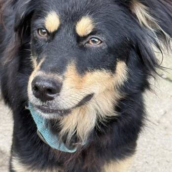 Milo -  Mixed Breed Dog for Adoption in Pleasant Valley, New York - Milo | PetCurious