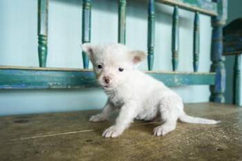 Sunglasses -  Fox Terrier and Anatolian Shepherd Dog for Adoption in San Antonio, Texas - Sunglasses | PetCurious
