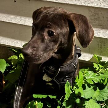 Candace -  Mountain Cur and Labrador Retriever Dog for Adoption in Normal, Illinois - Candace | PetCurious