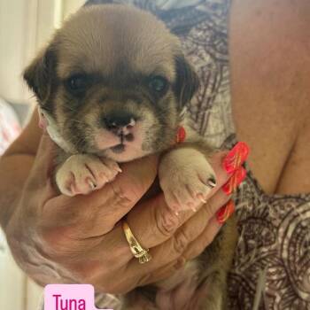 Tuna -  Husky and Shih Tzu Dog for Adoption in Tampa, Florida - Tuna | PetCurious