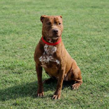 Mixed Breed Dogs Available for Adoption - Jaynie | PetCurious