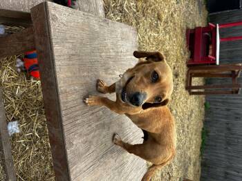 Rescue Mixed Breed Dogs for Adoption in Indianapolis, Indiana - Alice | PetCurious