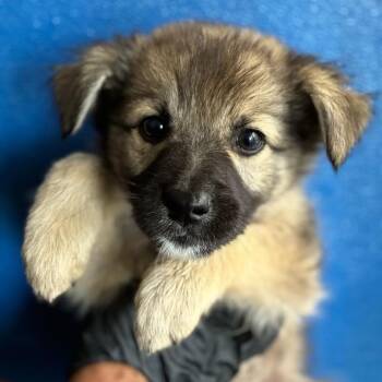 WUFFIN -  Shepherd and Mixed Breed Dog for Adoption in Richmond, California - WUFFIN | PetCurious