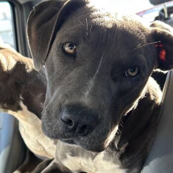 Mixed Breed Dogs Available for Adoption - Pony | PetCurious