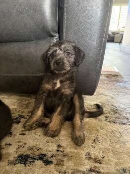 Border Terrier and Corgi Dogs Available for Adoption - Tag | PetCurious