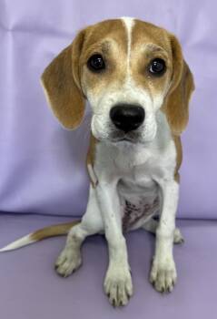 Rescue Beagle and Labrador Retriever Dogs for Adoption in Morton Grove, Illinois - Bitsy | PetCurious