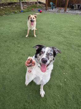 Rambo -  Australian Shepherd Dog for Adoption in Jackson, Wyoming - Rambo | PetCurious