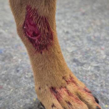 Mixed Breed Dogs Available for Adoption - Barracuda | PetCurious