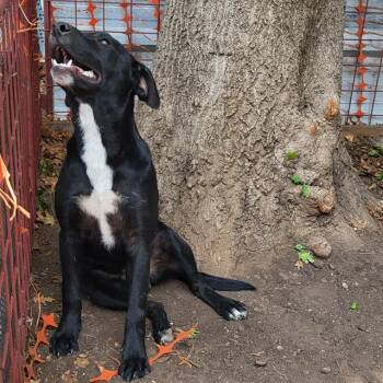 Labrador Retriever Dogs Available for Adoption in San Antonio, Texas - SHELDON | PetCurious