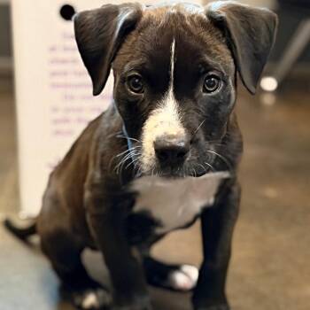 Blitz 62642 -  Mixed Breed Dog for Adoption in Bend, Oregon - Blitz 62642 | PetCurious